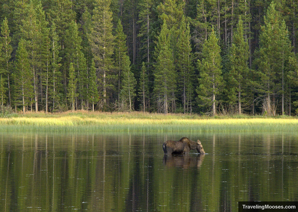 Bierstadt Lake Trail (RMNP) –The best place to see moose!