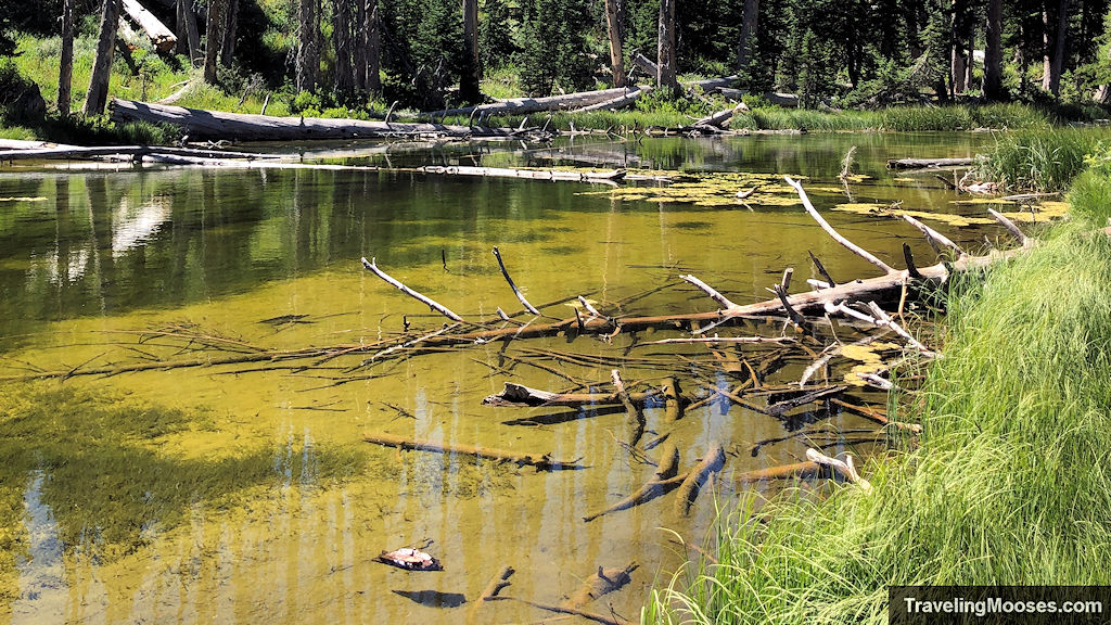 Alpine Pond Loop: A Short, Shaded Trail in Cedar Breaks